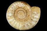 Jurassic Ammonite (Kranosphinctes?) Fossil - Madagascar #181816-3
